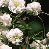 Spiraea prunifolia, flowers