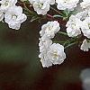 Spiraea prunifolia, flowers