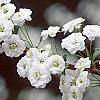 Spiraea prunifolia, flowers
