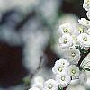 Spiraea prunifolia, flowers