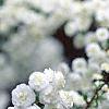 Spiraea prunifolia, flowers
