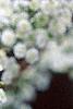 Spiraea prunifolia, flowers