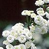 Spiraea prunifolia, flowers