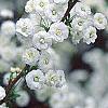 Spiraea prunifolia, flowers