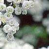 Spiraea prunifolia, flowers