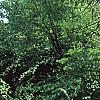 Spiraea x vanhouttei, habit