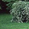 Spiraea x vanhouttei, habit