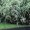 Spiraea x vanhouttei, habit