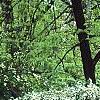 Spiraea x vanhouttei, habit