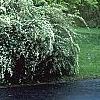Spiraea x vanhouttei, habit