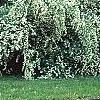 Spiraea x vanhouttei, habit