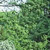 Spiraea x vanhouttei, habit