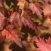 Stephanandra incisa, fall color