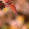 Stephanandra incisa, fall color