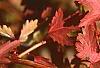 Stephanandra incisa, fall color