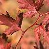 Stephanandra incisa, fall color