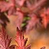 Stephanandra incisa, fall color