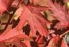 Stephanandra incisa, fall color