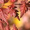 Stephanandra incisa, fall color