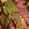 Stephanandra incisa, fall color