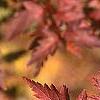 Stephanandra incisa, fall color