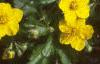 Waldsteinia ternata, flowers
