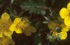 Waldsteinia ternata, flowers