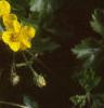Waldsteinia ternata, flowers
