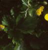 Waldsteinia ternata, flowers