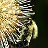 Cephalanthus occidentalis, flowers