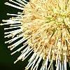 Cephalanthus occidentalis, flowers