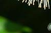 Cephalanthus occidentalis, flowers