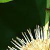 Cephalanthus occidentalis, flowers