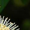 Cephalanthus occidentalis, flowers