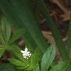 Galium odoratum, habit