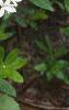 Galium odoratum, habit