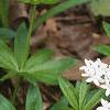 Galium odoratum, habit
