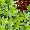Galium odoratum, leaves