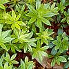 Galium odoratum, leaves