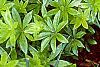 Galium odoratum, leaves