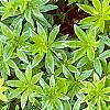 Galium odoratum, leaves