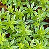 Galium odoratum, leaves