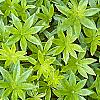 Galium odoratum, leaves