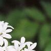 Galium odoratum, flowers