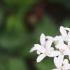 Galium odoratum, flowers