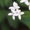 Galium odoratum, flowers