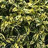 Gardenia jasminoides 'Variegata', habit