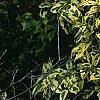 Gardenia jasminoides 'Variegata', habit