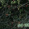 Gardenia jasminoides 'Variegata', habit