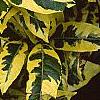 Gardenia jasminoides 'Variegata', leaves